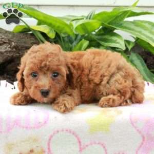 Violet, Toy Poodle Puppy
