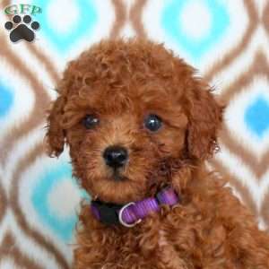 Violet, Toy Poodle Puppy