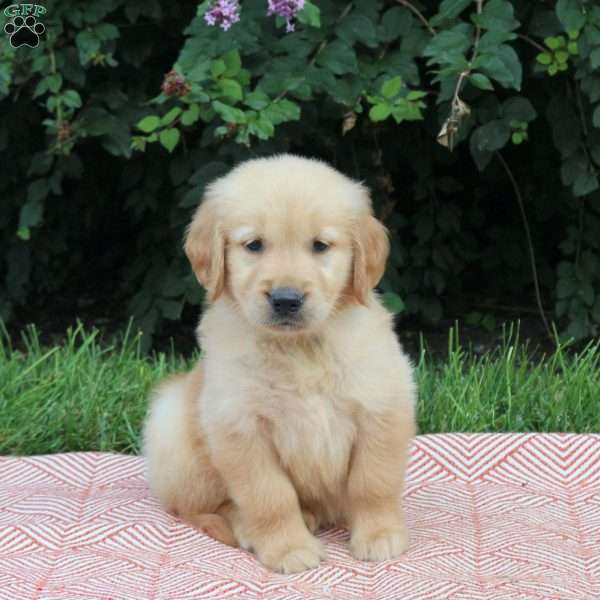 Viper, Golden Retriever Puppy