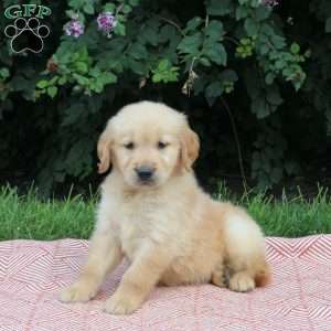 Viper, Golden Retriever Puppy