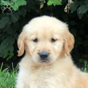 Viper, Golden Retriever Puppy
