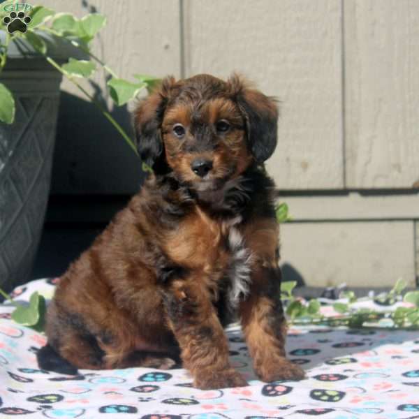 Vito, Sheltidoodle Puppy
