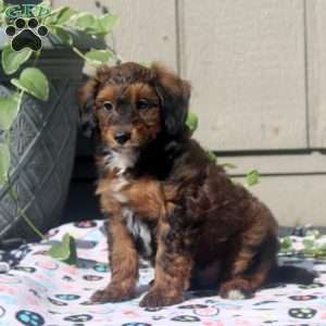 Vito, Sheltidoodle Puppy