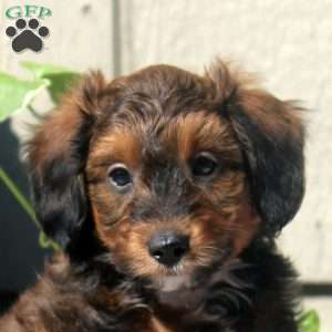 Vito, Sheltidoodle Puppy