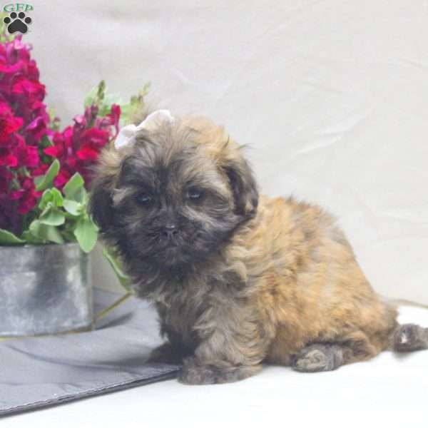 Vivi, Teddy Bear Puppy
