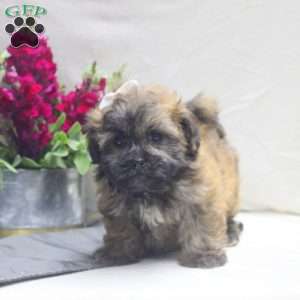 Vivi, Teddy Bear Puppy