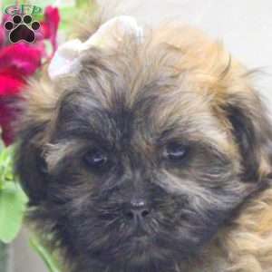 Vivi, Teddy Bear Puppy
