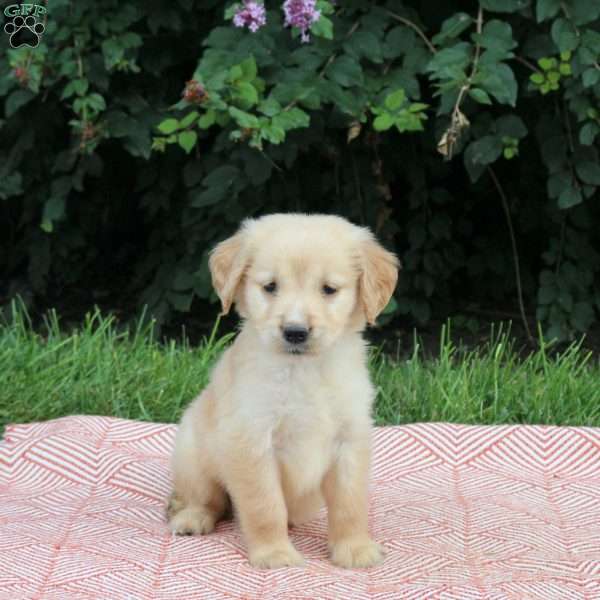 Volt, Golden Retriever Puppy