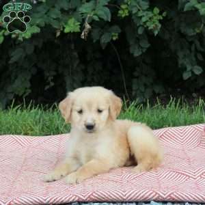 Volt, Golden Retriever Puppy