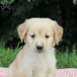 Volt, Golden Retriever Puppy