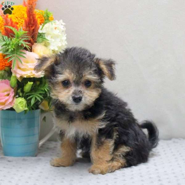 Wade, Yorkie Mix Puppy