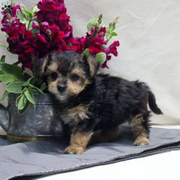 Wade, Yorkie Mix Puppy