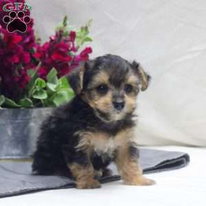 Wade, Yorkie Mix Puppy