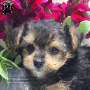 Wade, Yorkie Mix Puppy