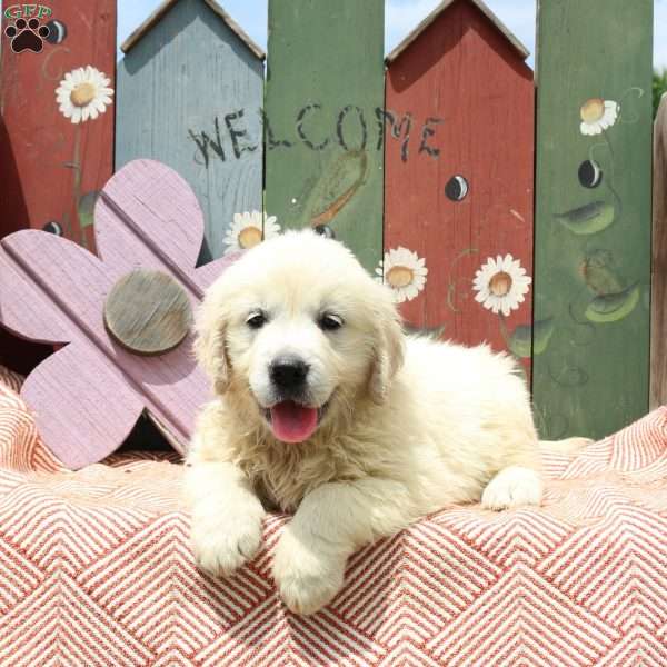 Waffles, English Cream Golden Retriever Puppy