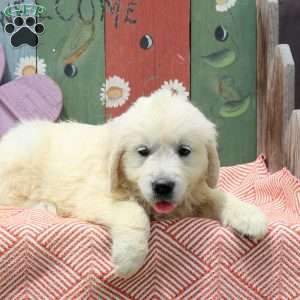 Waffles, English Cream Golden Retriever Puppy
