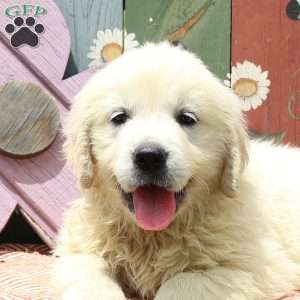 Waffles, English Cream Golden Retriever Puppy