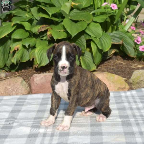 Walker, Boxer Puppy
