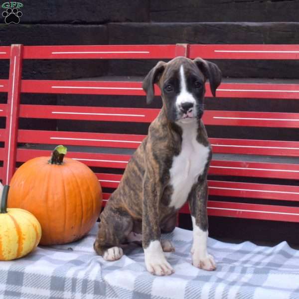 Walker, Boxer Puppy