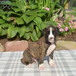 Walker, Boxer Puppy