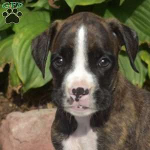 Walker, Boxer Puppy