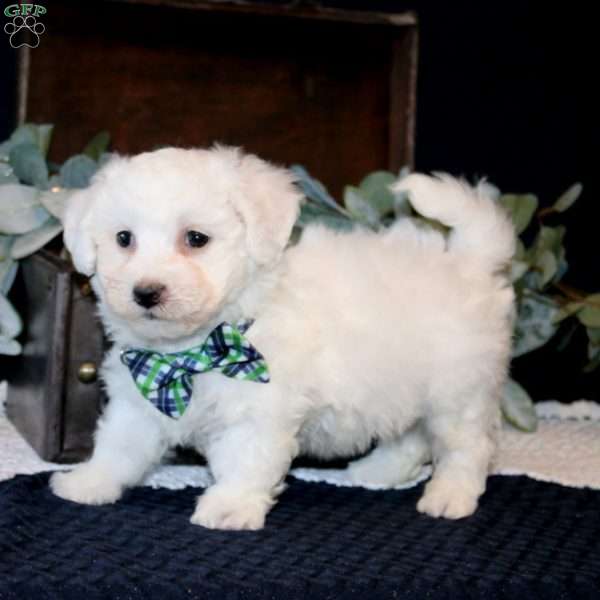 Walker, Bichon Frise Puppy