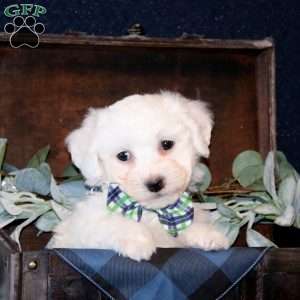 Walker, Bichon Frise Puppy