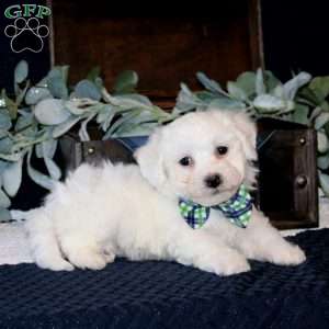 Walker, Bichon Frise Puppy