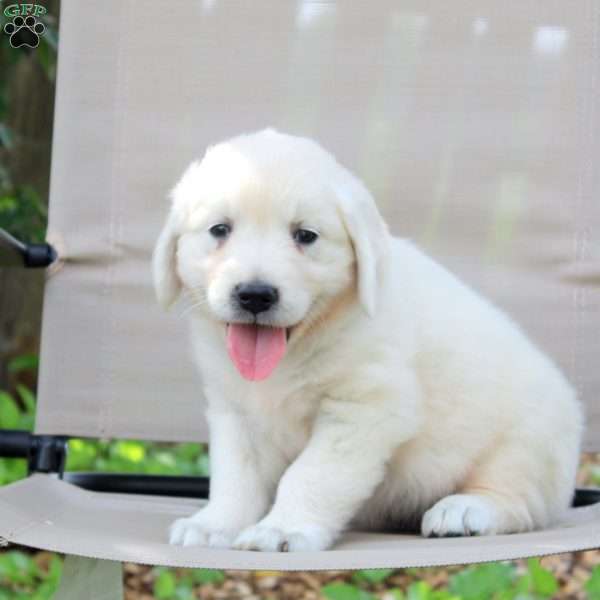 Walton, English Cream Golden Retriever Puppy