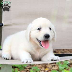 Walton, English Cream Golden Retriever Puppy