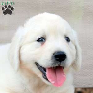 Walton, English Cream Golden Retriever Puppy