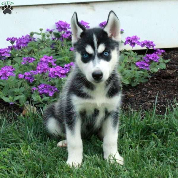 Wanda, Siberian Husky Puppy