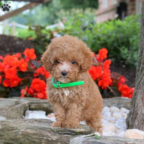 Wanda, Miniature Poodle Puppy