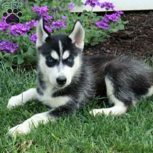 Wanda, Siberian Husky Puppy
