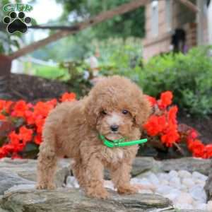 Wanda, Miniature Poodle Puppy