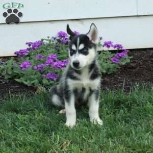 Wanda, Siberian Husky Puppy