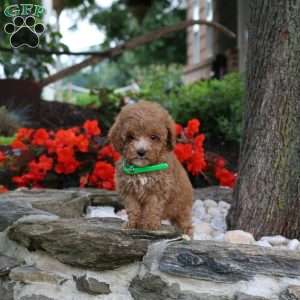 Wanda, Miniature Poodle Puppy