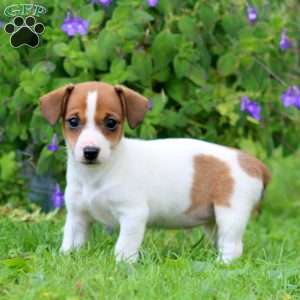 Wanda, Jack Russell Terrier Puppy