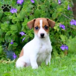 Wanda, Jack Russell Terrier Puppy