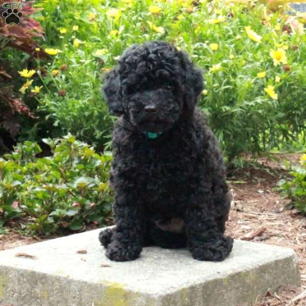 Warner, Toy Poodle Puppy