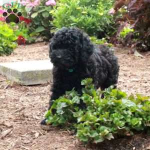 Warner, Toy Poodle Puppy