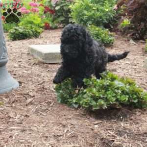 Warner, Toy Poodle Puppy