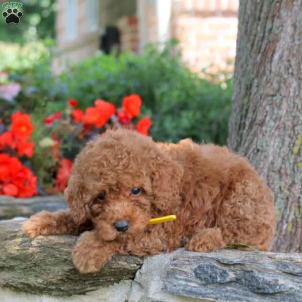 Warren, Miniature Poodle Puppy