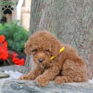 Warren, Miniature Poodle Puppy