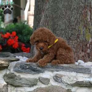 Warren, Miniature Poodle Puppy