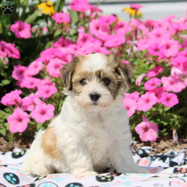 Wayne, Havanese Puppy