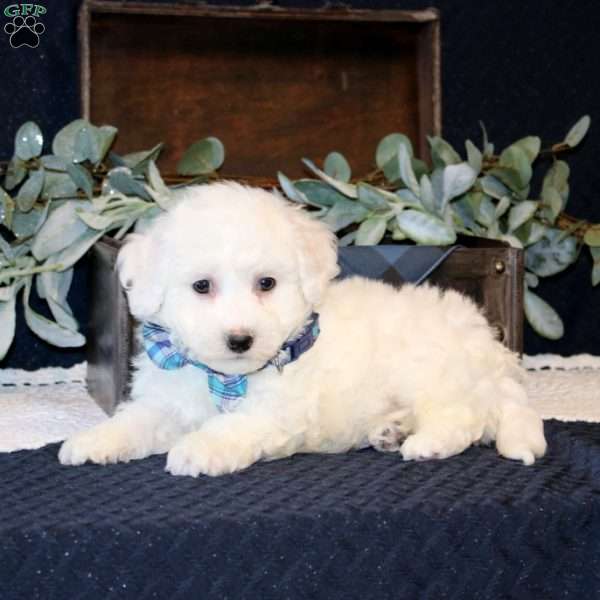 Wendell, Bichon Frise Puppy
