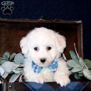 Wendell, Bichon Frise Puppy