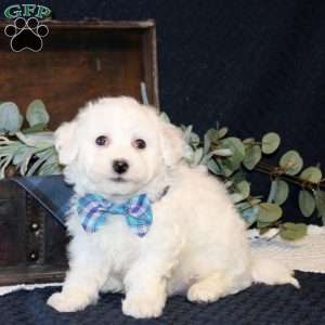 Wendell, Bichon Frise Puppy