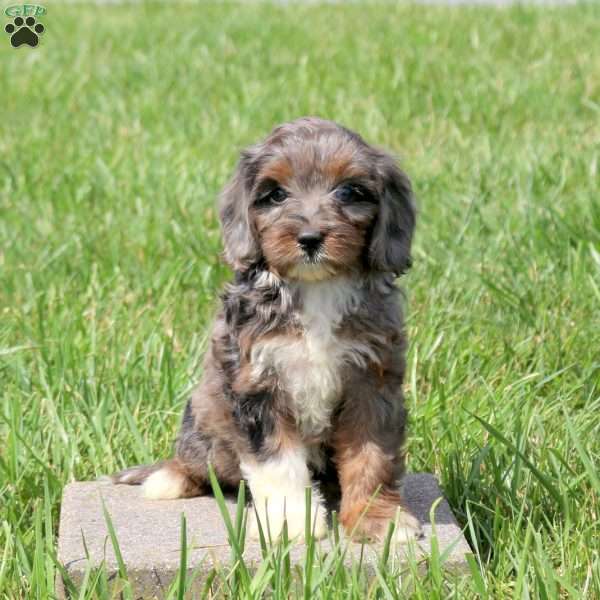 Wendy, Cavapoo Puppy